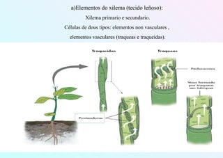 a)Elementos do xilema (tecido leñoso):
Xilema primario e secundario.
Células de dous tipos: elementos non vasculares ,
elementos vasculares (traqueas e traqueidas).
 