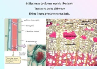 B.Elementos do floema (tecido liberiano):
Transporta zume elaborado
Existe floema primario e secundario.
 