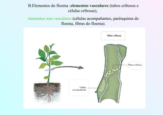 B.Elementos do floema :elementos vasculares (tubos cribosos e
células cribosas),
elementos non vasculares (células acompañantes, parénquima do
floema, fibras do floema).
 