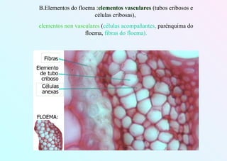 B.Elementos do floema :elementos vasculares (tubos cribosos e
células cribosas),
elementos non vasculares (células acompañantes, parénquima do
floema, fibras do floema).
 