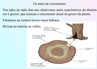 Os aneis de crecemento:
Nos talos de máis dun ano obsérvanse aneis concéntricos de distinta
cor e grosor, que marcan o crecemento anual en grosor da planta.
Fórmanse ao xerarse novos vasos leñosos.
Deixan no interior os vellos.
 