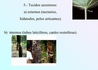 5.- Tecidos secretores:
a) externos (nectarios,
hidatodos, pelos urticantes).
b) internos (tubos laticíferos, canles resiníferas).
 