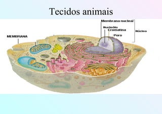 Tecidos animais
 