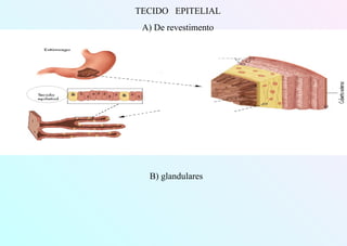 TECIDO EPITELIAL
A) De revestimento
B) glandulares
 