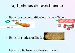 a) Epitelios de revestimento
• Epitelios monoestratificados: plano, cúbico,
cilíndrico.
• Epitelios pluriestratificados: plano, cúbico
• Epitelio cilíndrico pseudoestratrificado
endotelio
 