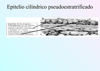 Epitelio cilíndrico pseudoestratrificado
 
