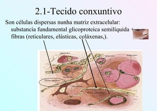 2.1-Tecido conxuntivo
Son células dispersas nunha matriz extracelular:
substancia fundamental glicoproteica semilíquida +
fibras (reticulares, elásticas, coláxenas,).
 