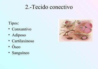 2.-Tecido conectivo
Tipos:
• Conxuntivo
• Adiposo
• Cartilaxinoso
• Óseo
• Sanguíneo
 