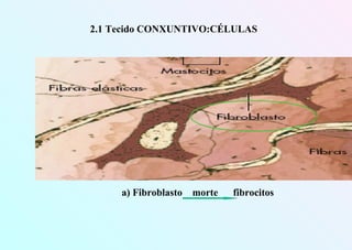 a) Fibroblasto morte fibrocitos
2.1 Tecido CONXUNTIVO:CÉLULAS
 