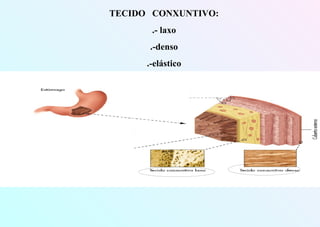 TECIDO CONXUNTIVO:
.- laxo
.-denso
.-elástico
 
