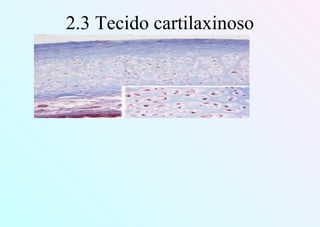 2.3 Tecido cartilaxinoso
 