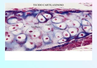 TECIDO CARTILAXINOSO
 