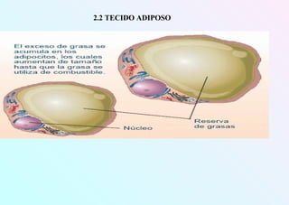 2.2 TECIDO ADIPOSO
 
