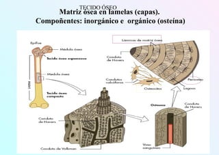 Matriz ósea en lamelas (capas).
Compoñentes: inorgánico e orgánico (osteína)
TECIDO ÓSEO
 