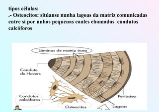 tipos células:
.- Osteocitos: sitúanse nunha lagoas da matriz comunicadas
entre si por unhas pequenas canles chamadas condutos
calcóforos
 