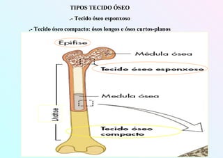 TIPOS TECIDO ÓSEO
.- Tecido óseo esponxoso
.- Tecido óseo compacto: ósos longos e ósos curtos-planos
 
