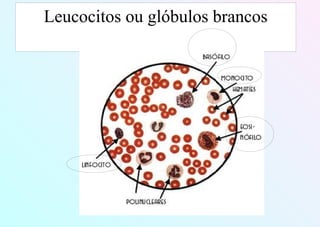 Leucocitos ou glóbulos brancos
 