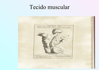 Tecido muscular
 