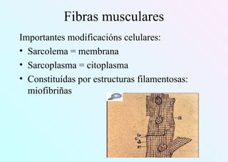 Fibras musculares
Importantes modificacións celulares:
• Sarcolema = membrana
• Sarcoplasma = citoplasma
• Constituídas por estructuras filamentosas:
miofibriñas
 
