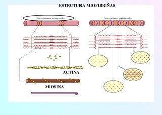 ESTRUTURA MIOFIBRIÑAS
ACTINA
MIOSINA
 
