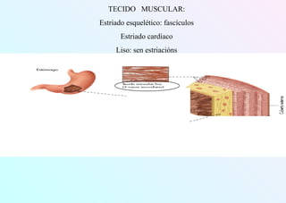 TECIDO MUSCULAR:
Estriado esquelético: fascículos
Estriado cardíaco
Liso: sen estriacións
 