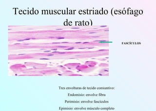 Tecido muscular estriado (esófago
de rato)
FASCÍCULOS
Tres envolturas de tecido conxuntivo:
Endomisio: envolve fibra
Perimisio: envolve fascículos
Epimisio: envolve músculo completo
 