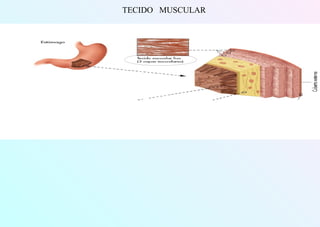 TECIDO MUSCULAR
 