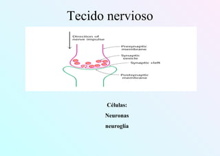 Tecido nervioso
Células:
Neuronas
neuroglía
 