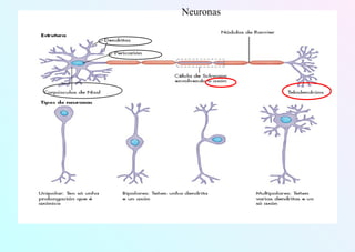 Neuronas
 