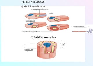 FIBRAS NERVIOSAS
a) Mielínicas ou brancas
b) Amielínicas ou grises
 