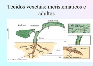 Tecidos vexetais: meristemáticos e
adultos
Fotosíntese
 