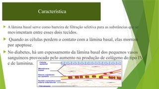 13
Característica
 A lâmina basal serve como barreira de filtração seletiva para as substâncias que se
movimentam entre esses dois tecidos.
 Quando as células perdem o contato com a lâmina basal, elas morrem
por apoptose.
 No diabetes, há um espessamento da lâmina basal dos pequenos vasos
sanguíneos provocado pelo aumento na produção de colágeno do tipo IV
e de laminina.
 
