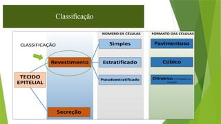 14
Classificação
 