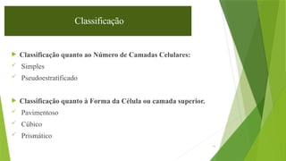 15
Classificação
 Classificação quanto ao Número de Camadas Celulares:
 Simples
 Pseudoestratificado
 Classificação quanto à Forma da Célula ou camada superior.
 Pavimentoso
 Cúbico
 Prismático
 