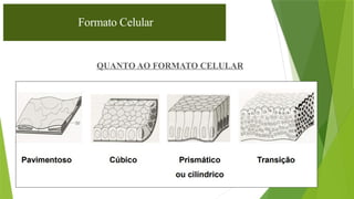 21
Formato Celular
QUANTO AO FORMATO CELULAR
 