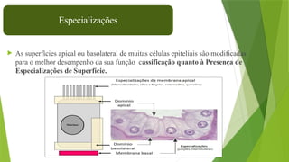 27
 As superfícies apical ou basolateral de muitas células epiteliais são modificadas
para o melhor desempenho da sua função cassificação quanto à Presença de
Especializações de Superfície.
Especializações
 