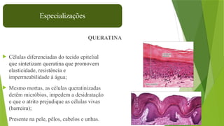 28
 Células diferenciadas do tecido epitelial
que sintetizam queratina que promovem
elasticidade, resistência e
impermeabilidade à água;
 Mesmo mortas, as células queratinizadas
detêm micróbios, impedem a desidratação
e que o atrito prejudique as células vivas
(barreira);
 Presente na pele, pêlos, cabelos e unhas.
Especializações
QUERATINA
 
