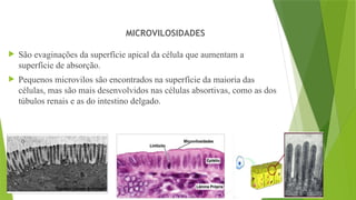29
 São evaginações da superfície apical da célula que aumentam a
superfície de absorção.
 Pequenos microvilos são encontrados na superfície da maioria das
células, mas são mais desenvolvidos nas células absortivas, como as dos
túbulos renais e as do intestino delgado.
MICROVILOSIDADES
 