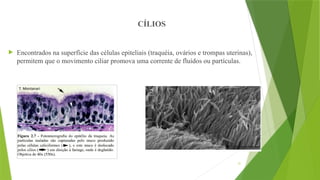 31
 Encontrados na superfície das células epiteliais (traquéia, ovários e trompas uterinas),
permitem que o movimento ciliar promova uma corrente de fluídos ou partículas.
CÍLIOS
 