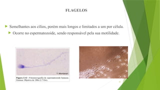 32
 Semelhantes aos cílios, porém mais longos e limitados a um por célula.
 Ocorre no espermatozoide, sendo responsável pela sua motilidade.
FLAGELOS
 