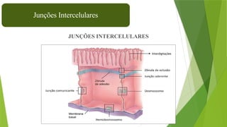 33
Junções Intercelulares
JUNÇÕES INTERCELULARES
Interdigitações
 