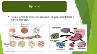 4
• Tecido: Grupo de células que apresenta em geral a morfologia e
funções similares.
Epitelial
 