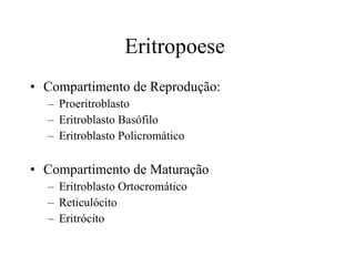 Eritropoese  Compartimento de Reprodução: Proeritroblasto Eritroblasto Basófilo Eritroblasto Policromático Compartimento de Maturação Eritroblasto Ortocromático Reticulócito Eritrócito 