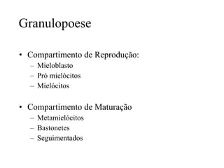 Compartimento de Reprodução: Mieloblasto Pró mielócitos Mielócitos Compartimento de Maturação Metamielócitos Bastonetes Seguimentados Granulopoese 