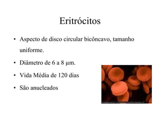 Eritrócitos Aspecto de disco circular bicôncavo, tamanho uniforme. Diâmetro de 6 a 8  µm. Vida Média de 120 dias São anucleados  