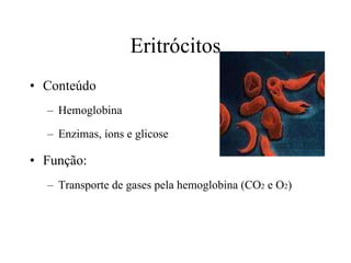 Eritrócitos Conteúdo Hemoglobina Enzimas, íons e glicose Função: Transporte de gases pela hemoglobina (CO 2  e O 2 ) 