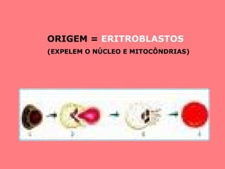ORIGEM = ERITROBLASTOS
(EXPELEM O NÚCLEO E MITOCÔNDRIAS)
 