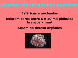 LEUCÓCITOS (GLÓBULOS BRANCOS)
Esféricas e nucleadas
Existem cerca entre 5 e 10 mil glóbulos
brancos / mm3
Atuam na defesa orgânica
 