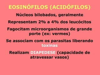 EOSINÓFILOS (ACIDÓFILOS)
Núcleos bilobados, geralmente
Representam 2% a 4% dos leucócitos
Fagocitam microorganismos de grande
porte (ex: vermes)
Se associam com os parasitas liberando
toxinas
Realizam DIAPEDESE (capacidade de
atravessar vasos)
 