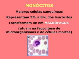 MONÓCITOS
Maiores células sanguíneas
Representam 3% a 8% dos leucócitos
Transformam-se em MACRÓFAGOS
(atuam na fagocitose de
microorganismos e de células mortas)
 